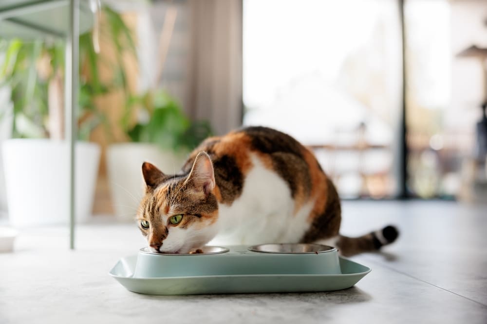 Владельцу важно знать, можно ли кошке сгущенку