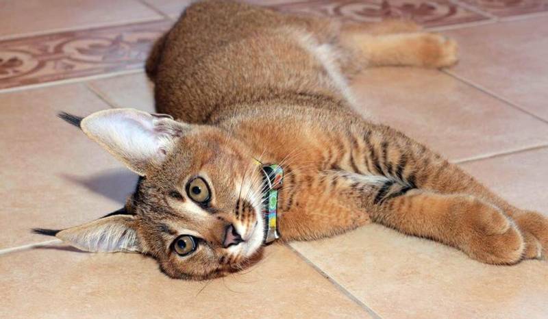 Здоровье каракета