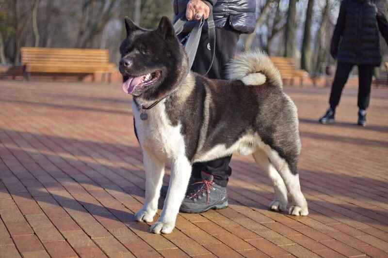 Взрослая акита на фото