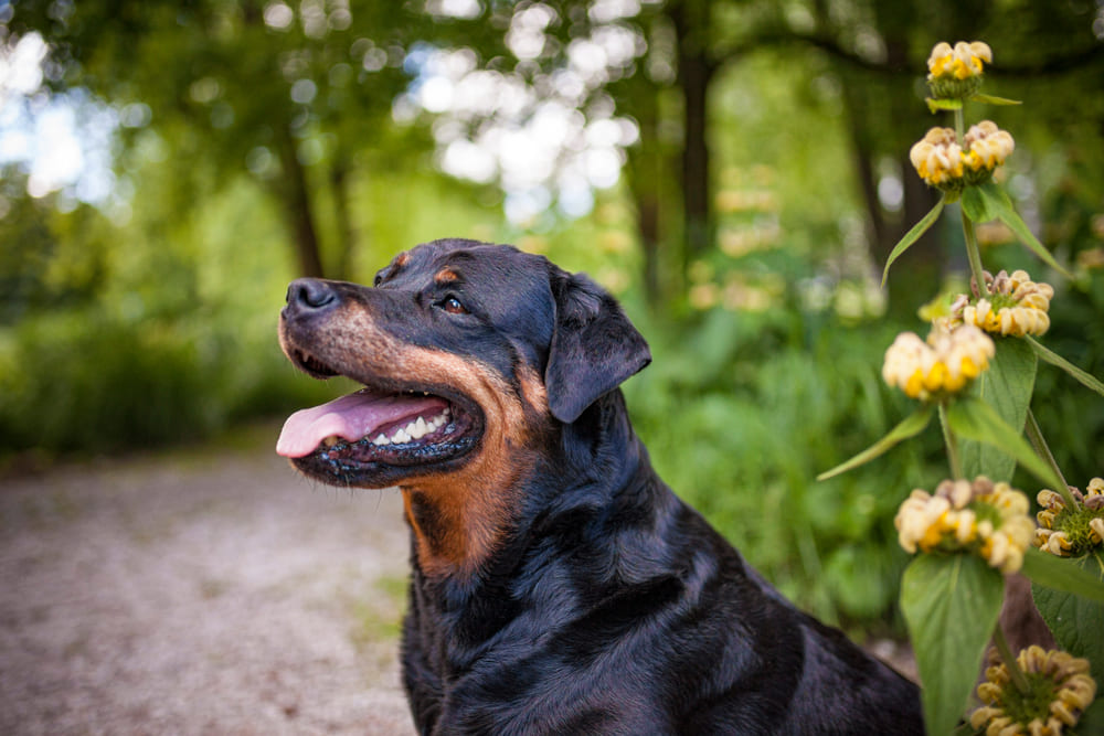 У ротвейлеров встречаются генетические болезни