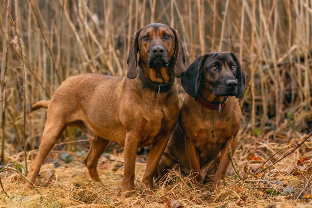 Баварские горные гончие хорошо чуют след