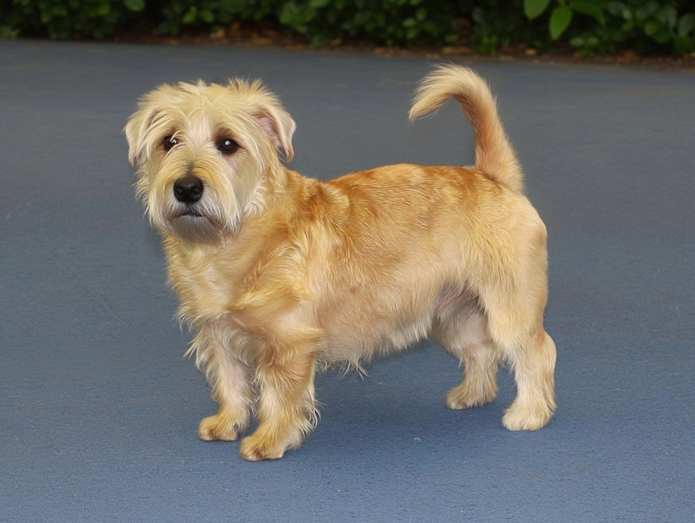 Глен оф Имаал терьер рожает около 3-5 щенков