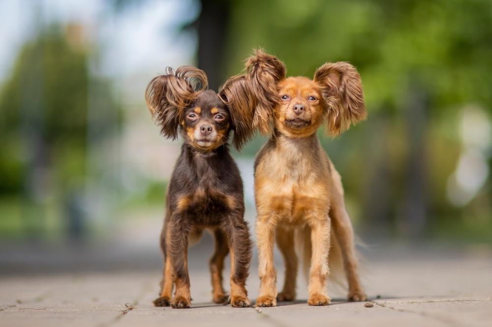 Как поставить уши той-терьеру