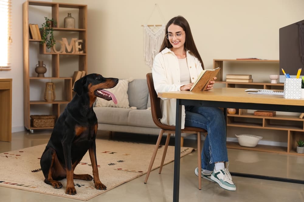 Владелец должен контролировать, когда начинается течка у добермана