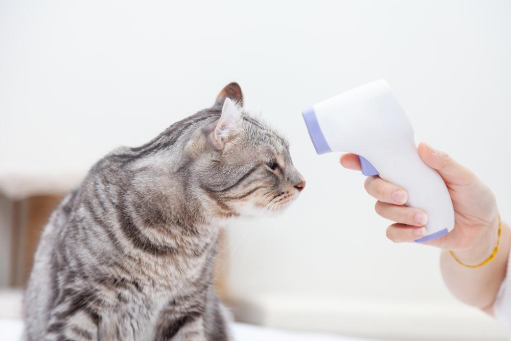 как измерить температуру кошке с помощью инфракрасного термометра