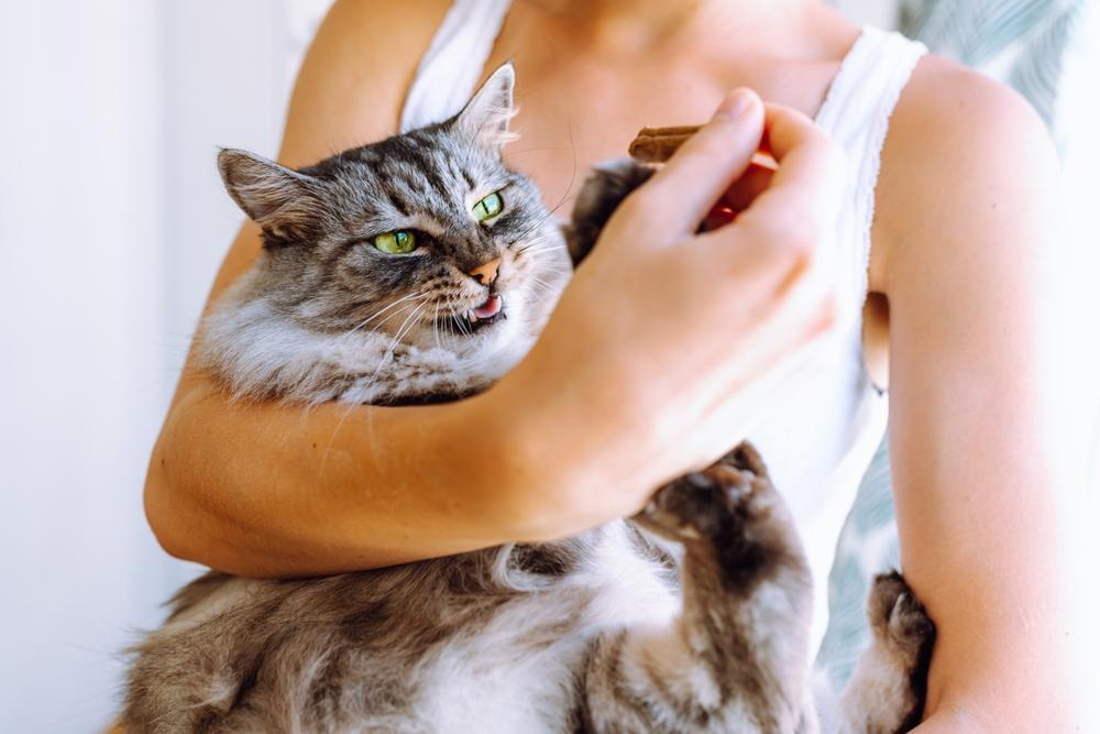 Почему котенок рычит?