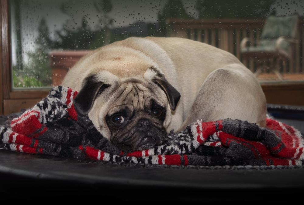 Разрешенные стандартом окрасы мопсов: палевый Разрешенные стандартом окрасы мопсов: палевый