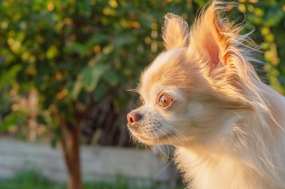 Приобретать чихуахуа лучше у проверенного заводчика