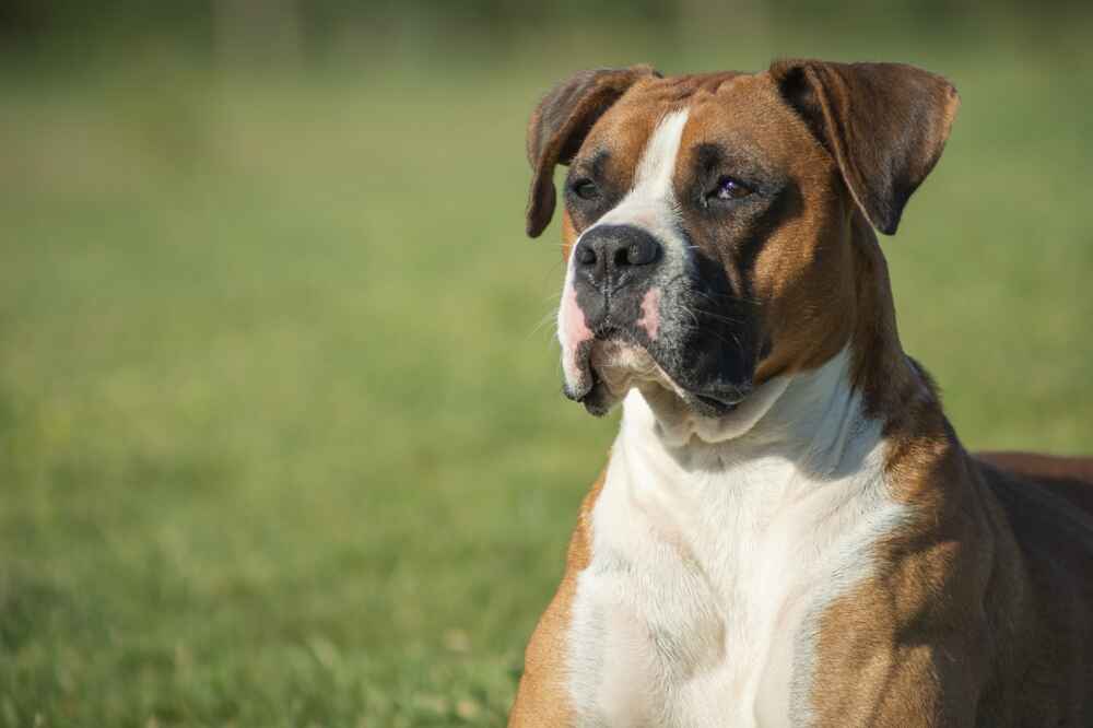 Нагрузки влияют на то, сколько живет собака боксер