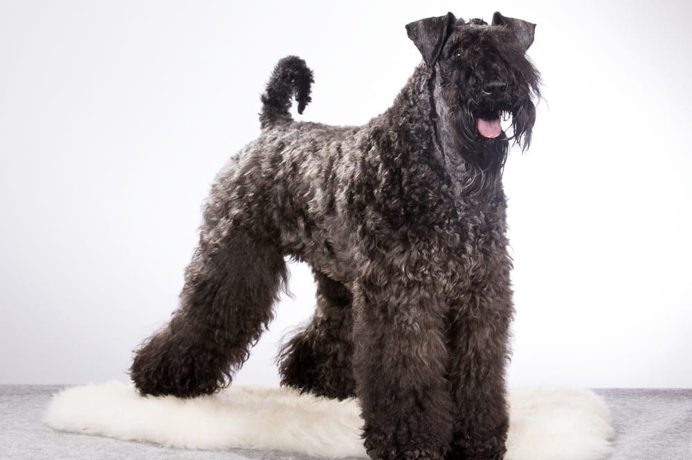 Керри-блю-терьер нуждается в дрессировке