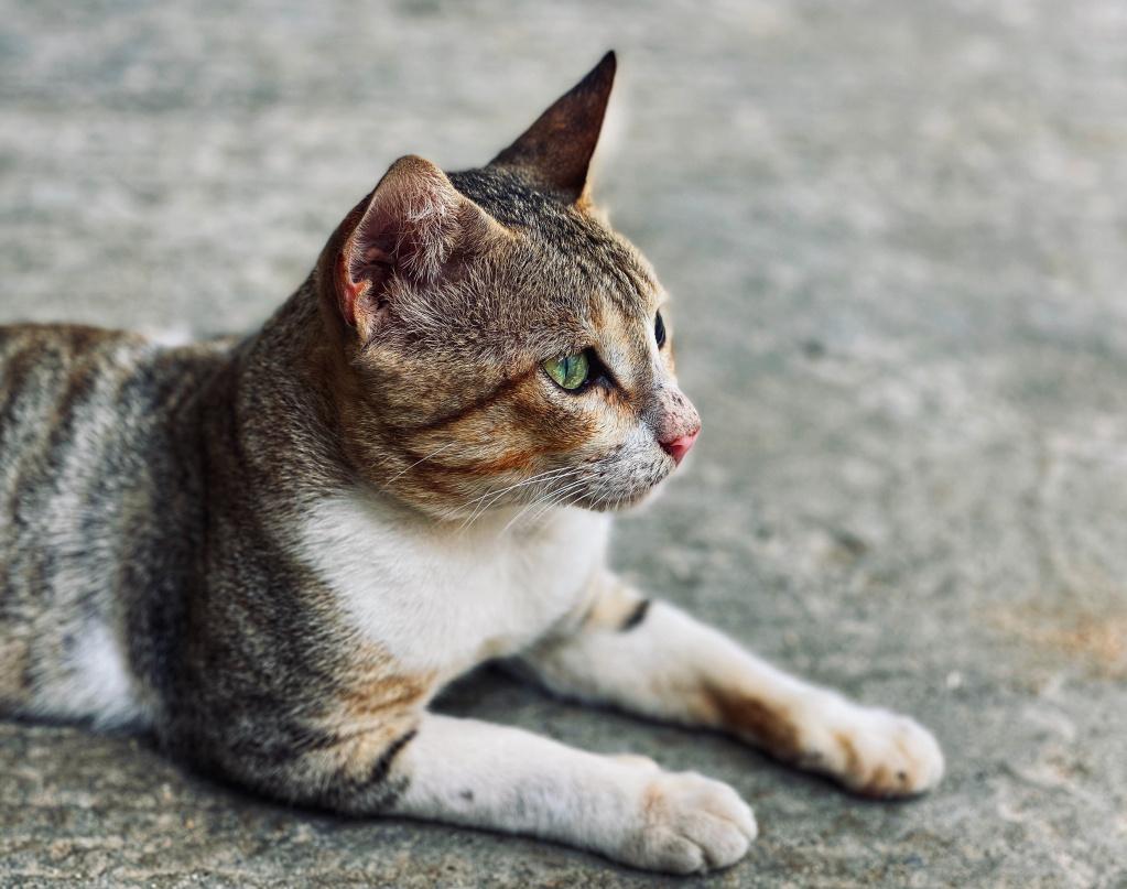 признаки хламидиоза у кошки