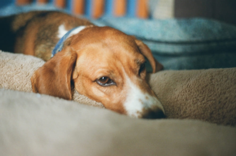 Американский фоксхаунд спит