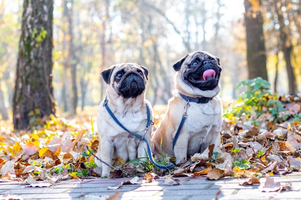 Правила поведения для мопса дома и на улице  Правила поведения для мопса дома и на улице