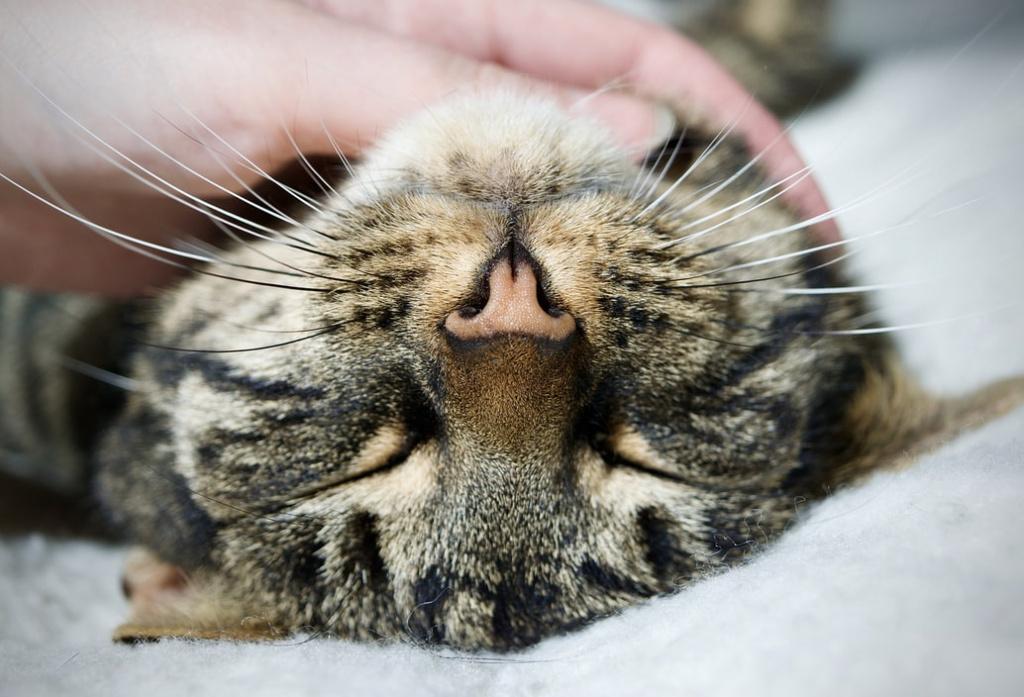 Болезненные симптомы, сопутствующие сухому носу у кошки