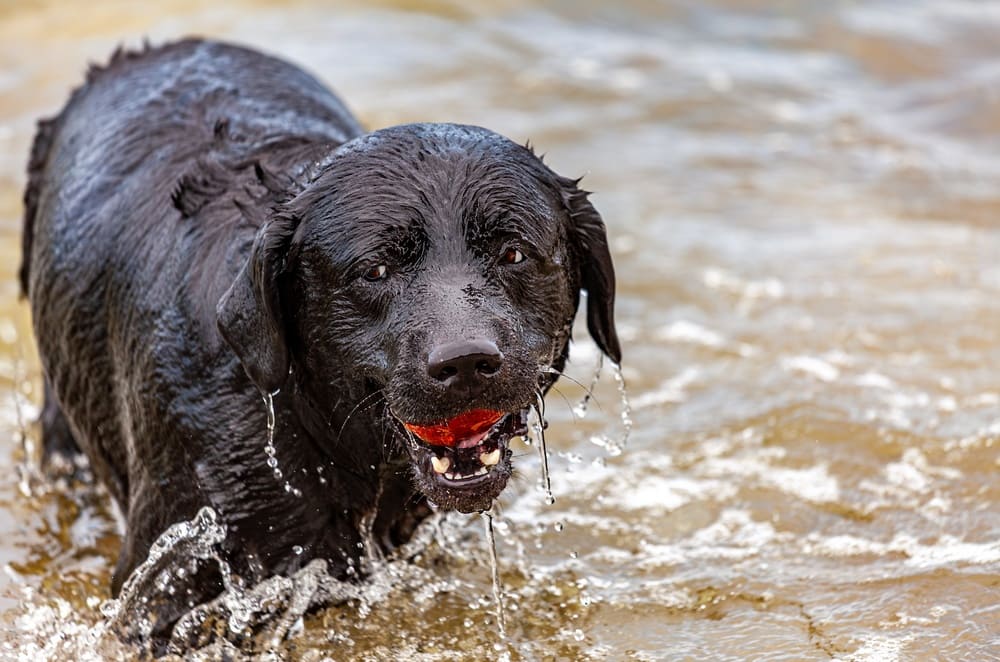 То, сколько прожил лабрадор, можно сравнить с возрастом человека