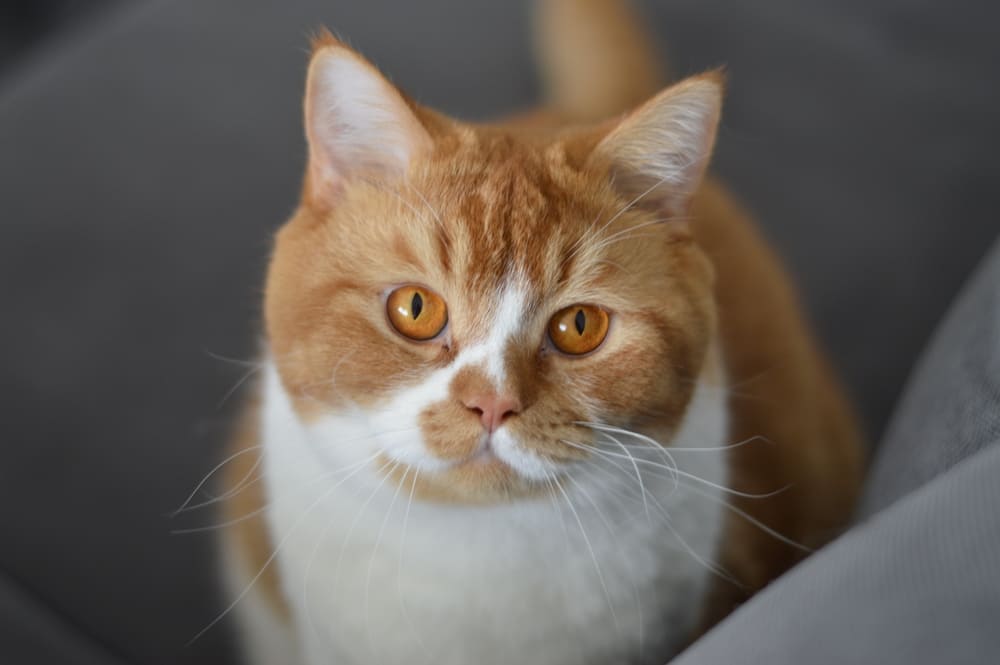 На то, сколько живут британские кошки, влияют разные факторы