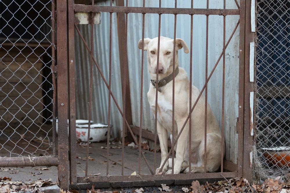 Как обустроить вольер для собаки Как обустроить вольер для собаки