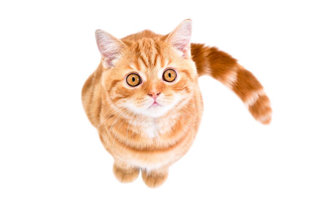 Окрасы табби у шотландских кошек: рыжий табби