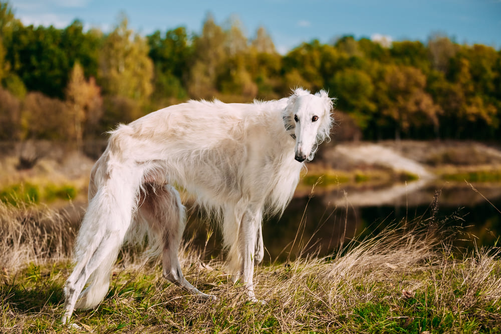 Порода борзых собак