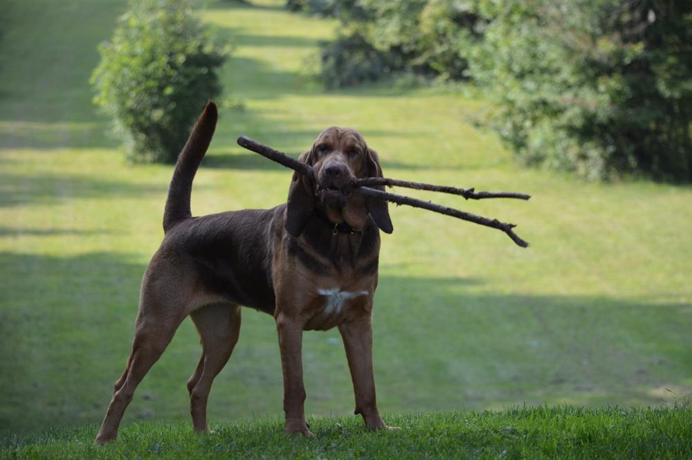 Другие породы собак с длинной мордой: бладхаунд