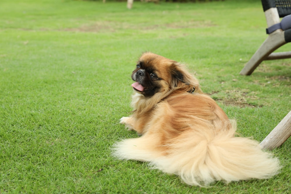 У пекинесов есть предрасположенность к некоторым болезням