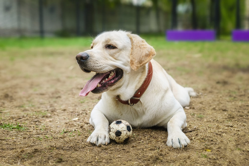 У лабрадоров есть характерные болезни
