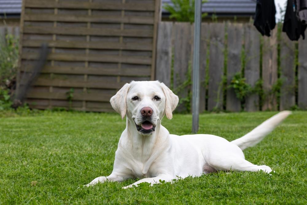 Как выбрать белого лабрадора?