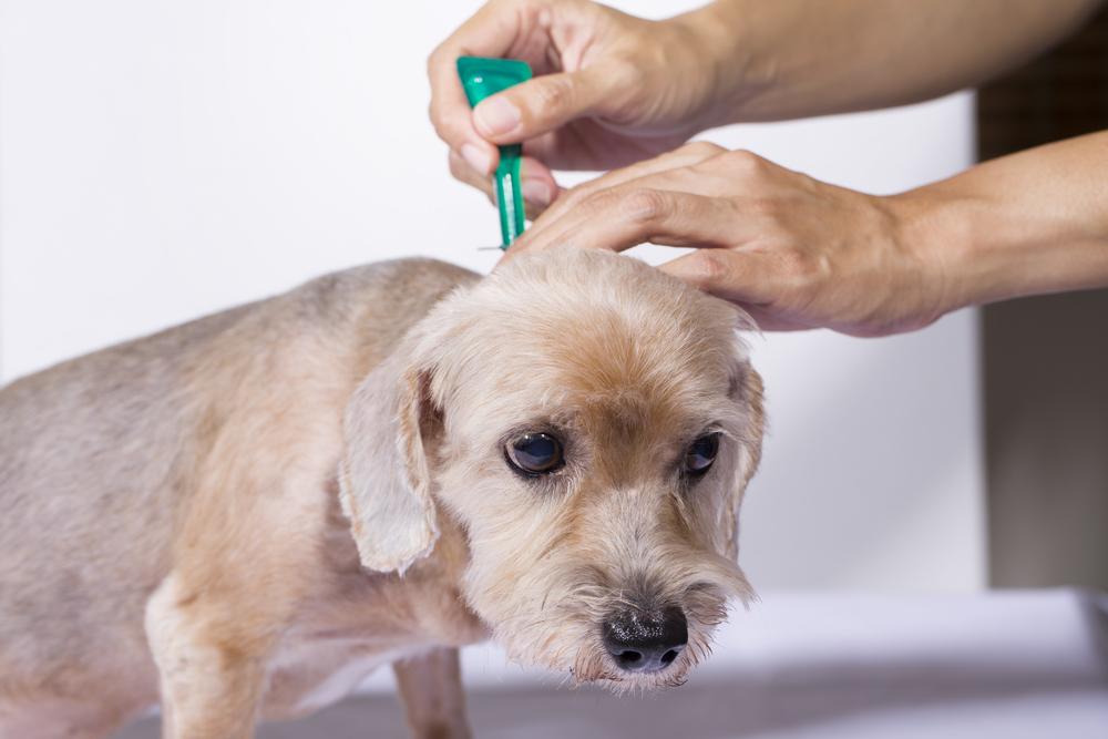 Как часто проводить обработку от эктопаразитов у собак? 