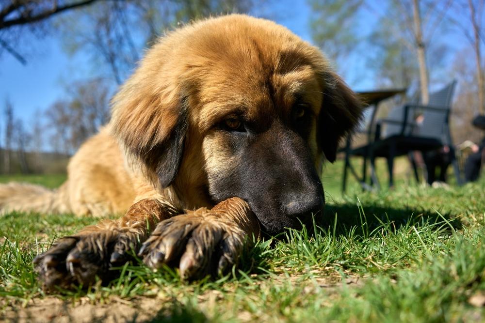 Здоровье и болезни греческой овчарки