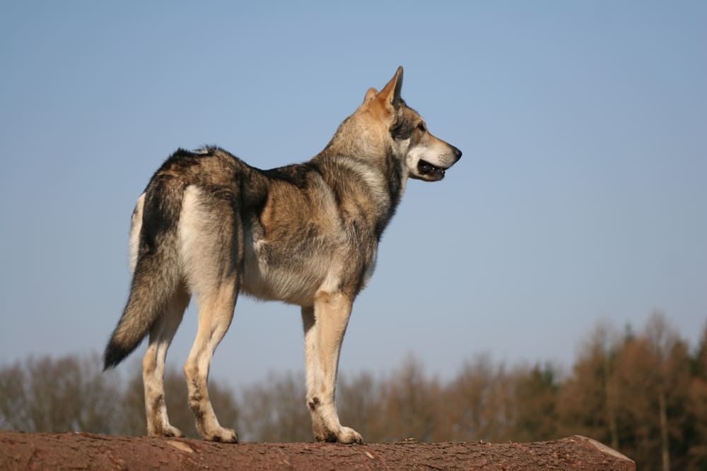 Гигиена важна для волчьей собаки Сарлоса