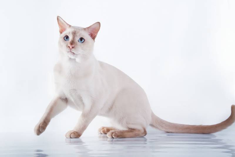 Почему у кота горячие уши: неопасные причины Почему у кота горячие уши: неопасные причины