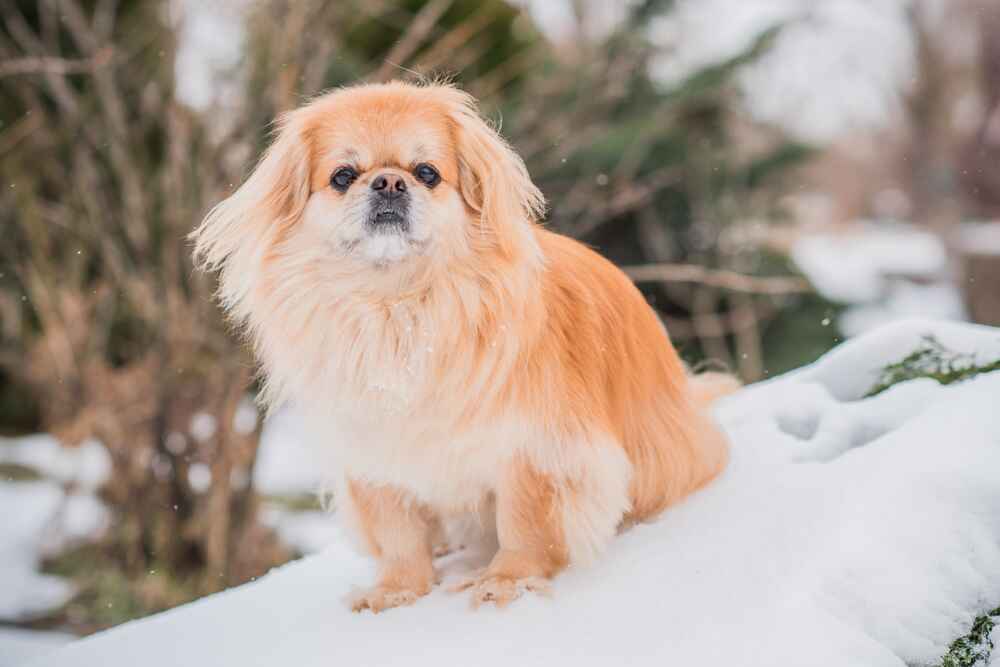 Тибетский спаниель имеет длительную историю