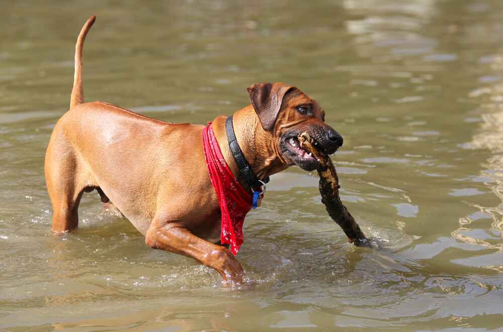 Собака риджбек на фото