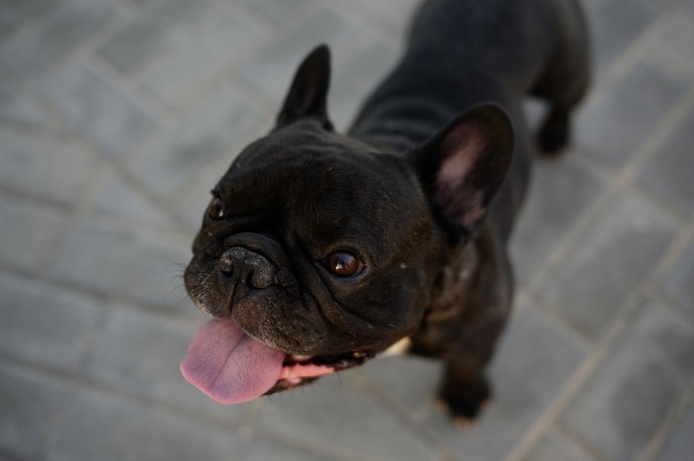 Окрас черного бульдога связан с генами
