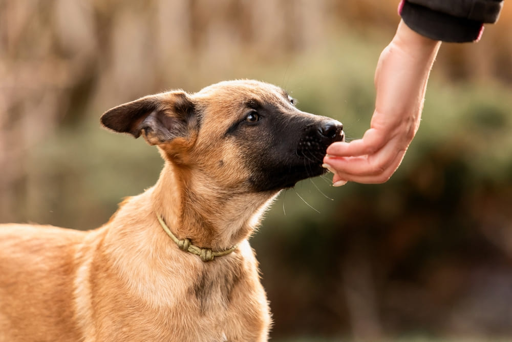 Овчарка с черной мордой