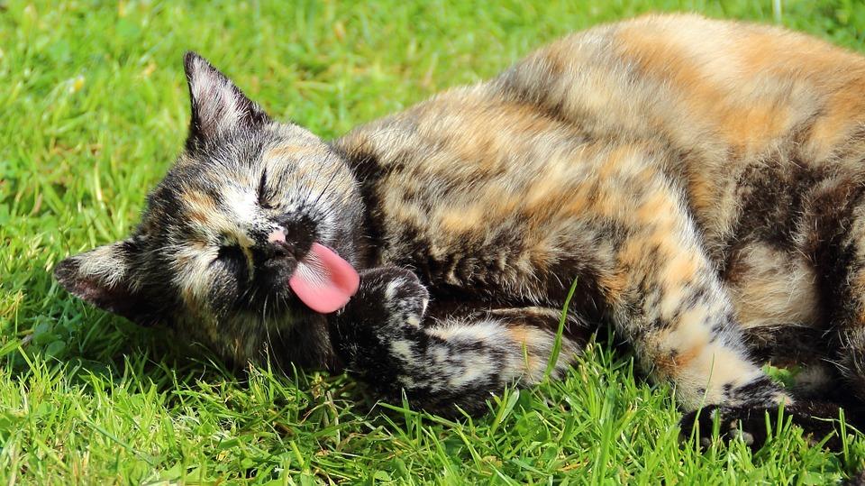 Чем кормить аллергичных кошек. Смотреть фото Чем кормить аллергичных кошек. Смотреть картинку Чем кормить аллергичных кошек. Картинка про Чем кормить аллергичных кошек. Фото Чем кормить аллергичных кошек