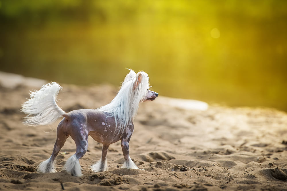 Китайские хохлатые сторонятся чужих людей