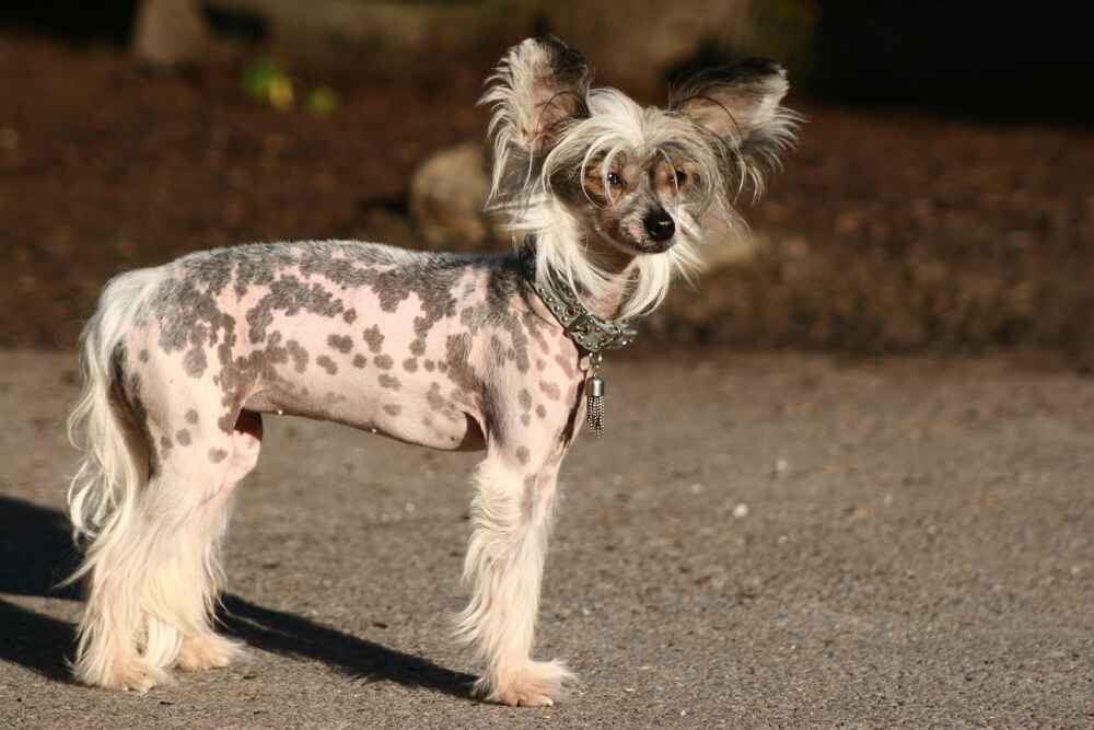 Питание влияет на то, сколько живут китайские хохлатые собаки