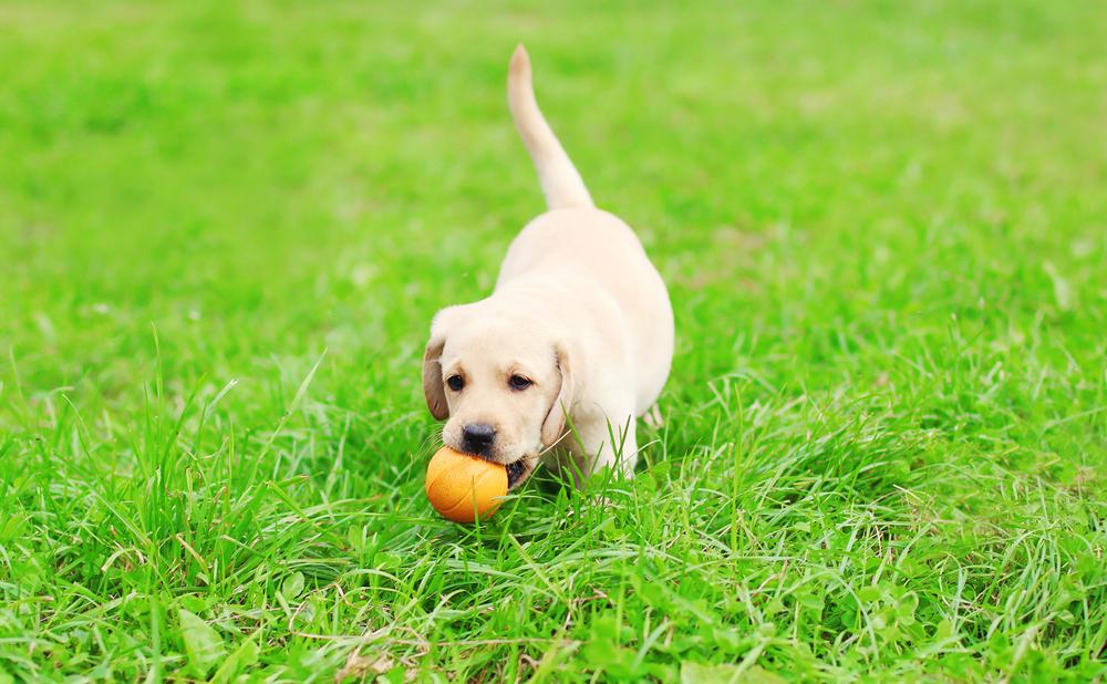 Первые прогулки щенка и связанные с ними команды