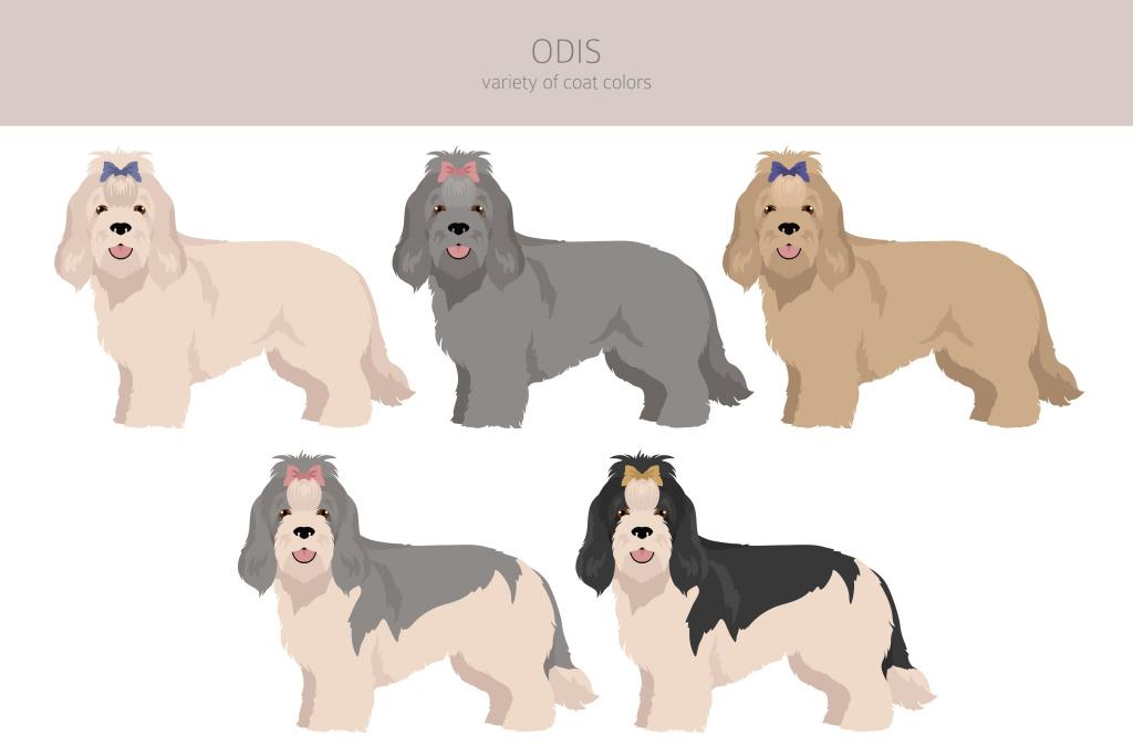 окрасы одиса