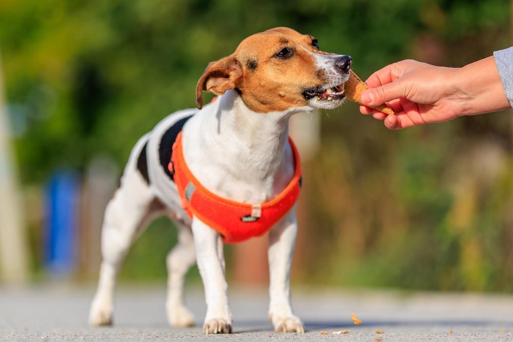 Питание пожилого джек-рассел-терьера Питание пожилого джек-рассел-терьера
