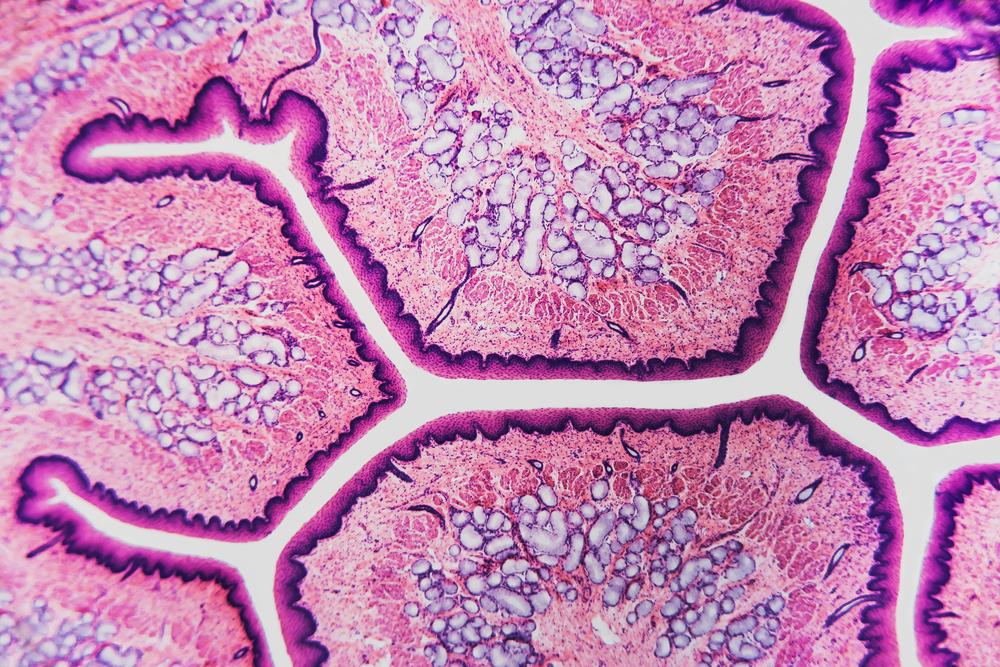 что такое рак у собак что такое рак у собак