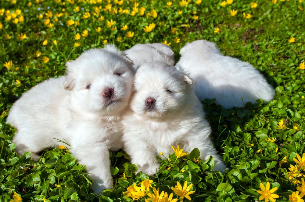 прививки для помски