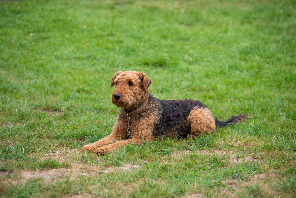 Кастрация может влиять на то, сколько весит эрдельтерьер