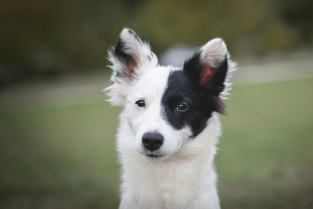Ключевые факты о ненецкой оленегонной лайке