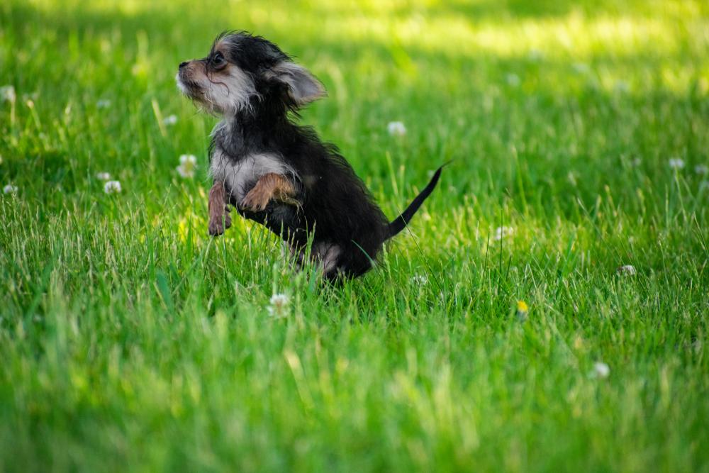 Характер чорки