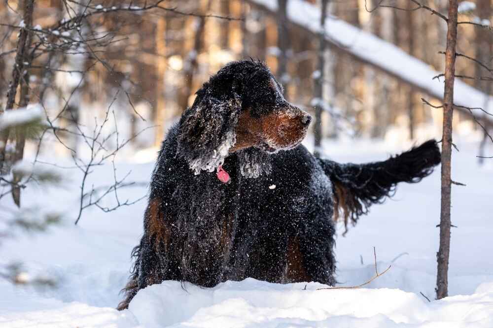 Сеттер-гордон требует определенных расходов