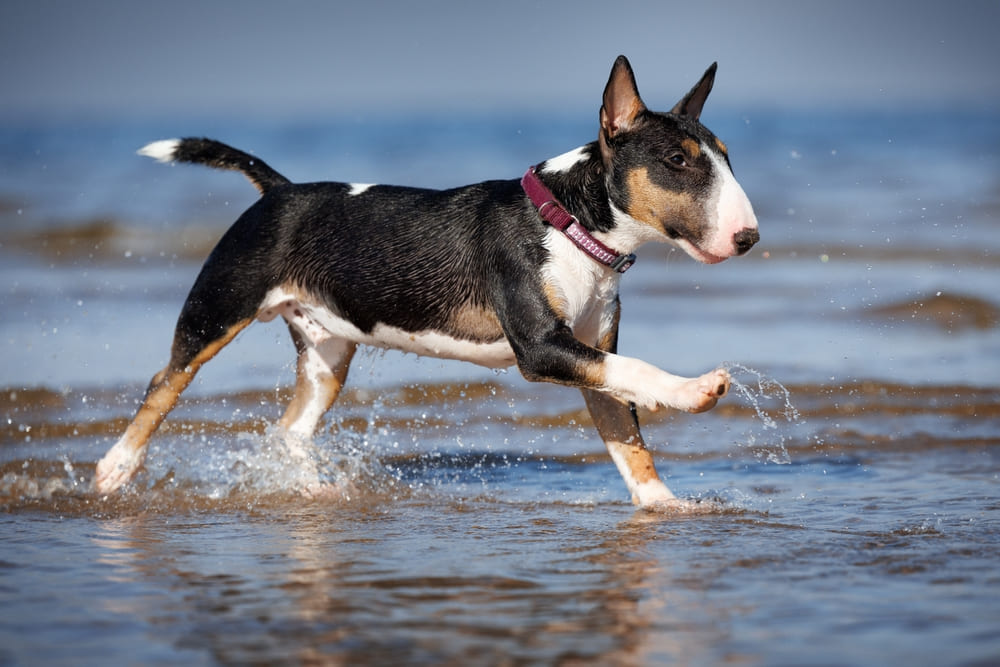 Вес у бультерьера может быть чрезмерным