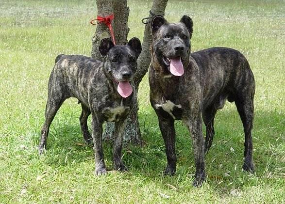 Здоровье азорской пастушьей собаки