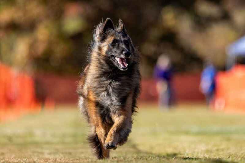 Вес бельгийской овчарки зависит от пола собаки